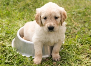 Cibo per cani, ciotole per cani, cibo per cani, cibo per cani Cibo per cani, ciotole per cani, cibo per cani, cibo per cani